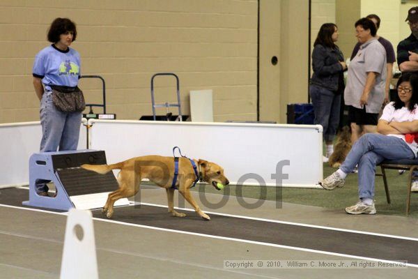IMG_7785.jpg - Dawg Derby Flyball TournementJuly 10, 2010Classic CenterAthens, Ga