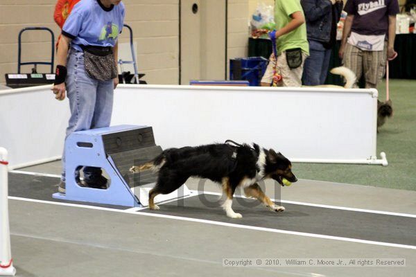 IMG_7788.jpg - Dawg Derby Flyball TournementJuly 10, 2010Classic CenterAthens, Ga