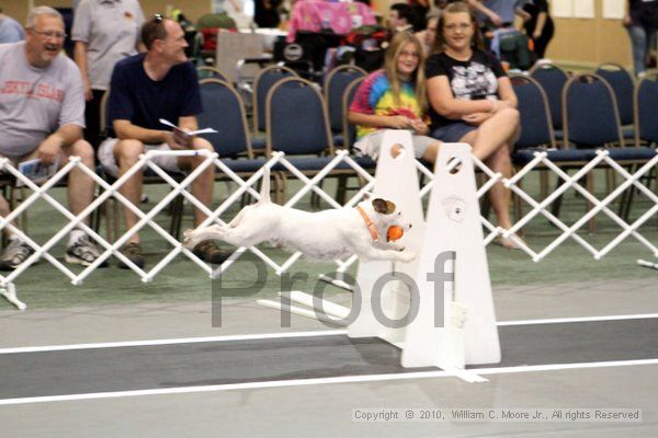 IMG_7796.jpg - Dawg Derby Flyball TournementJuly 10, 2010Classic CenterAthens, Ga