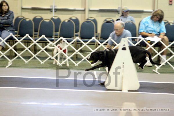 IMG_7801.jpg - Dawg Derby Flyball TournementJuly 10, 2010Classic CenterAthens, Ga
