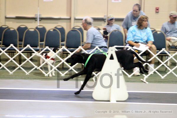 IMG_7805.jpg - Dawg Derby Flyball TournementJuly 10, 2010Classic CenterAthens, Ga