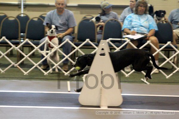 IMG_7807.jpg - Dawg Derby Flyball TournementJuly 10, 2010Classic CenterAthens, Ga