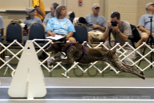 IMG_7809.jpg - Dawg Derby Flyball TournementJuly 10, 2010Classic CenterAthens, Ga