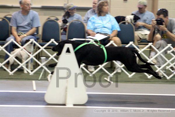 IMG_7811.jpg - Dawg Derby Flyball TournementJuly 10, 2010Classic CenterAthens, Ga