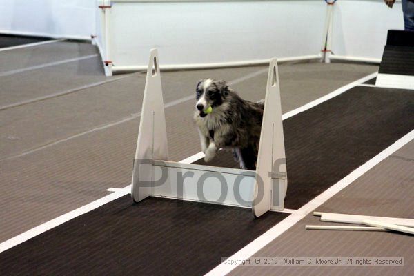 IMG_7816.jpg - Dawg Derby Flyball TournementJuly 10, 2010Classic CenterAthens, Ga