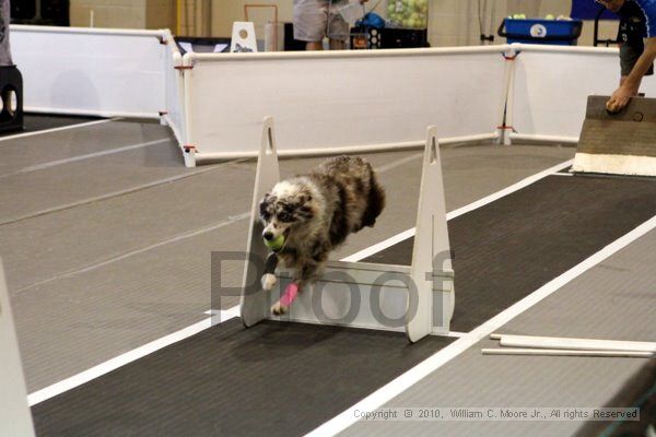 IMG_7835.jpg - Dawg Derby Flyball TournementJuly 10, 2010Classic CenterAthens, Ga