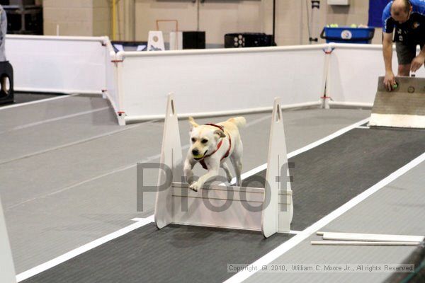 IMG_7837.jpg - Dawg Derby Flyball TournementJuly 10, 2010Classic CenterAthens, Ga
