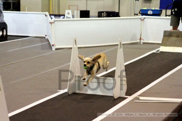IMG_7838.jpg - Dawg Derby Flyball TournementJuly 10, 2010Classic CenterAthens, Ga