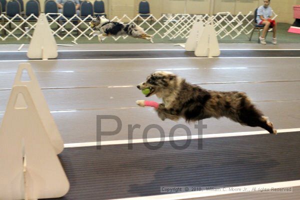 IMG_7840.jpg - Dawg Derby Flyball TournementJuly 10, 2010Classic CenterAthens, Ga