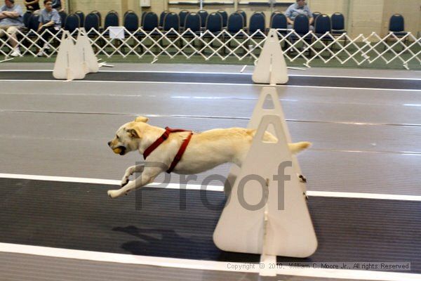 IMG_7850.jpg - Dawg Derby Flyball TournementJuly 10, 2010Classic CenterAthens, Ga