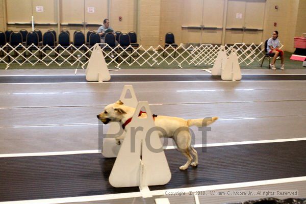 IMG_7856.jpg - Dawg Derby Flyball TournementJuly 10, 2010Classic CenterAthens, Ga