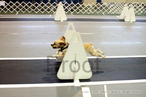 IMG_7858.jpg - Dawg Derby Flyball TournementJuly 10, 2010Classic CenterAthens, Ga