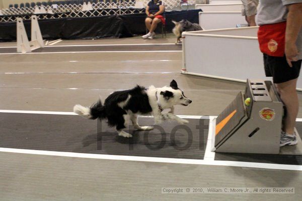 IMG_7879.jpg - Dawg Derby Flyball TournementJuly 10, 2010Classic CenterAthens, Ga