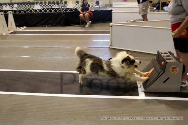 IMG_7881.jpg - Dawg Derby Flyball TournementJuly 10, 2010Classic CenterAthens, Ga