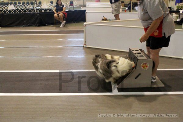 IMG_7882.jpg - Dawg Derby Flyball TournementJuly 10, 2010Classic CenterAthens, Ga