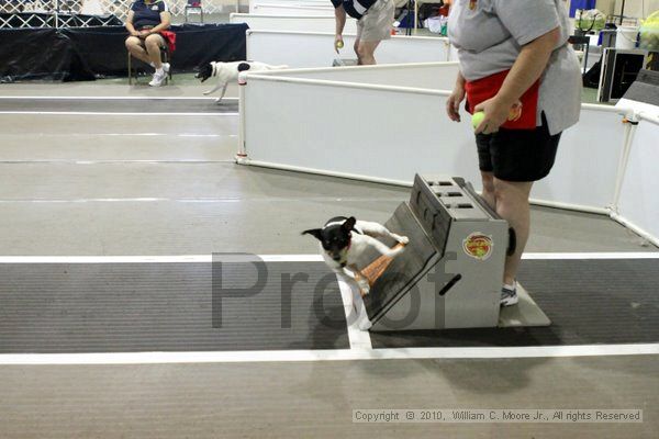 IMG_7888.jpg - Dawg Derby Flyball TournementJuly 10, 2010Classic CenterAthens, Ga