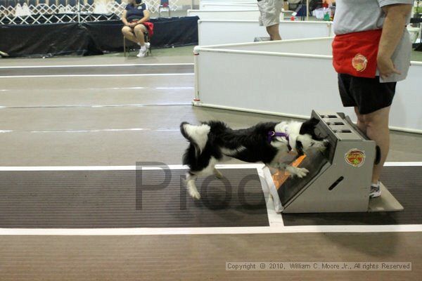 IMG_7890.jpg - Dawg Derby Flyball TournementJuly 10, 2010Classic CenterAthens, Ga