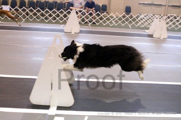IMG_7895.jpg - Dawg Derby Flyball TournementJuly 10, 2010Classic CenterAthens, Ga
