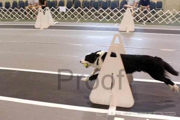 IMG_7898.jpg - Dawg Derby Flyball TournementJuly 10, 2010Classic CenterAthens, Ga