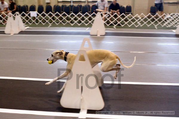 IMG_7900.jpg - Dawg Derby Flyball TournementJuly 10, 2010Classic CenterAthens, Ga