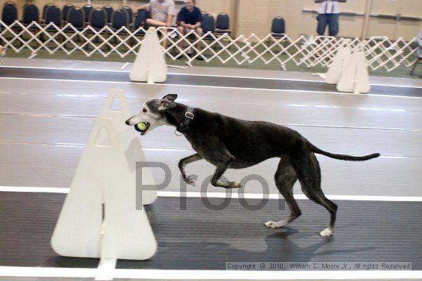 IMG_7902.jpg - Dawg Derby Flyball TournementJuly 10, 2010Classic CenterAthens, Ga