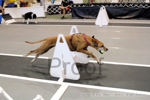 IMG_7904.jpg - Dawg Derby Flyball TournementJuly 10, 2010Classic CenterAthens, Ga