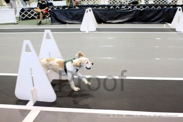 IMG_7914.jpg - Dawg Derby Flyball TournementJuly 10, 2010Classic CenterAthens, Ga