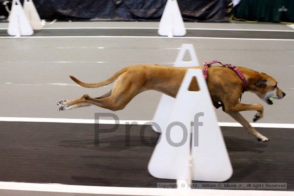 IMG_7916.jpg - Dawg Derby Flyball TournementJuly 10, 2010Classic CenterAthens, Ga
