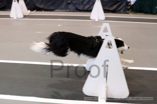 IMG_7919.jpg - Dawg Derby Flyball TournementJuly 10, 2010Classic CenterAthens, Ga