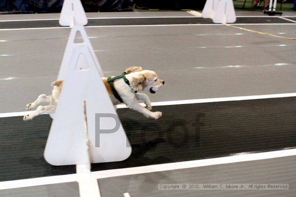 IMG_7925.jpg - Dawg Derby Flyball TournementJuly 10, 2010Classic CenterAthens, Ga