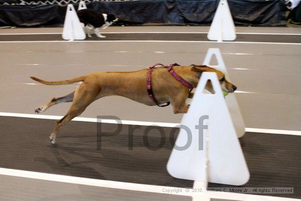 IMG_7927.jpg - Dawg Derby Flyball TournementJuly 10, 2010Classic CenterAthens, Ga