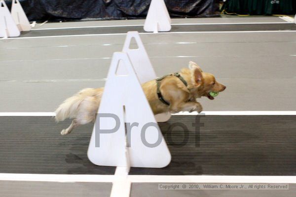 IMG_7932.jpg - Dawg Derby Flyball TournementJuly 10, 2010Classic CenterAthens, Ga
