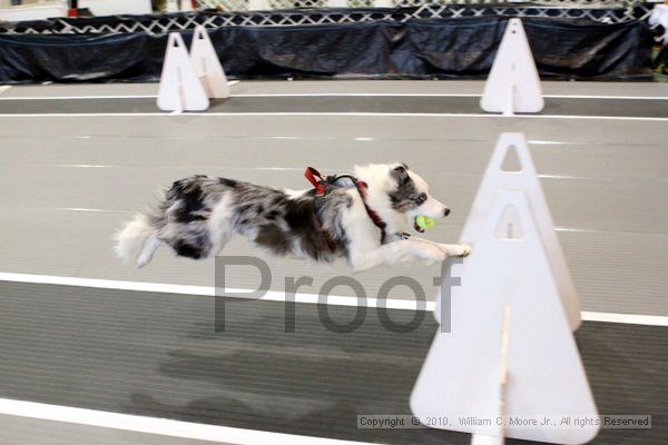 IMG_7937.jpg - Dawg Derby Flyball TournementJuly 10, 2010Classic CenterAthens, Ga