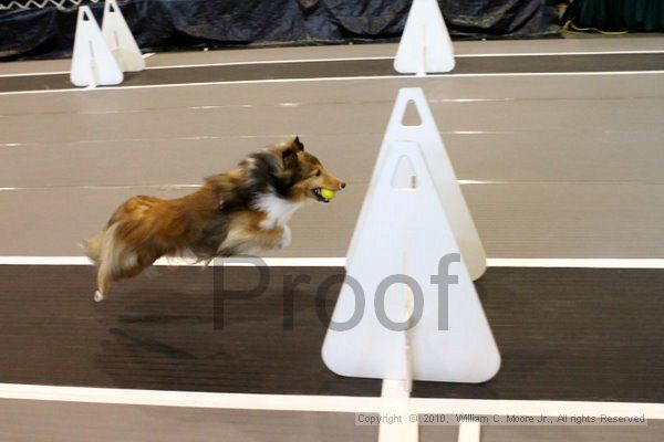 IMG_7942.jpg - Dawg Derby Flyball TournementJuly 10, 2010Classic CenterAthens, Ga