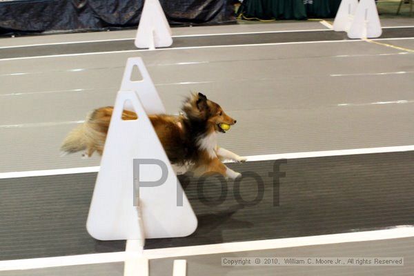 IMG_7943.jpg - Dawg Derby Flyball TournementJuly 10, 2010Classic CenterAthens, Ga