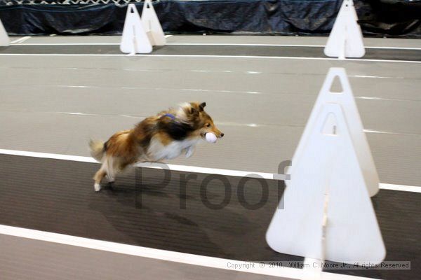 IMG_7944.jpg - Dawg Derby Flyball TournementJuly 10, 2010Classic CenterAthens, Ga