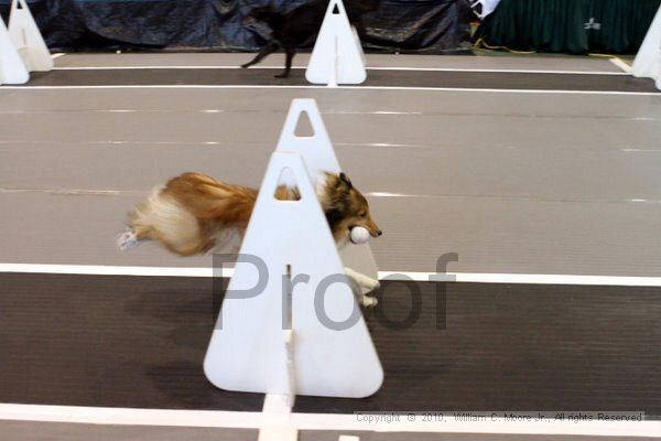 IMG_7945.jpg - Dawg Derby Flyball TournementJuly 10, 2010Classic CenterAthens, Ga