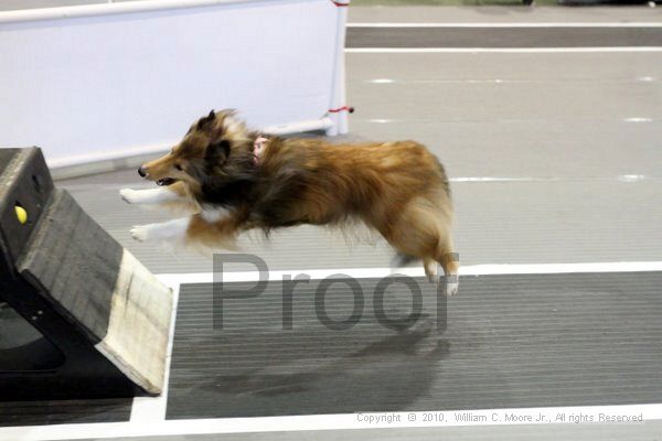 IMG_7963.jpg - Dawg Derby Flyball TournementJuly 10, 2010Classic CenterAthens, Ga