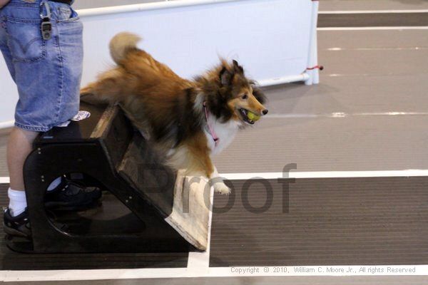 IMG_7966.jpg - Dawg Derby Flyball TournementJuly 10, 2010Classic CenterAthens, Ga