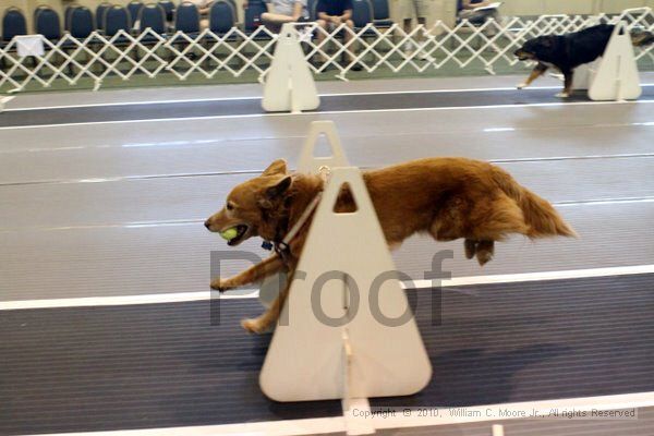 IMG_7974.jpg - Dawg Derby Flyball TournementJuly 10, 2010Classic CenterAthens, Ga