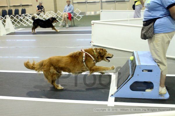 IMG_7981.jpg - Dawg Derby Flyball TournementJuly 10, 2010Classic CenterAthens, Ga