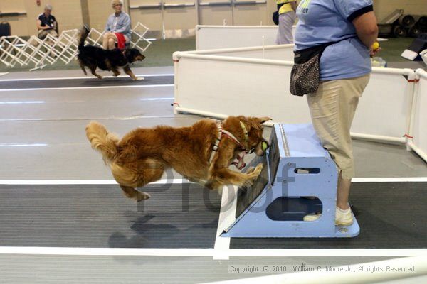 IMG_7982.jpg - Dawg Derby Flyball TournementJuly 10, 2010Classic CenterAthens, Ga