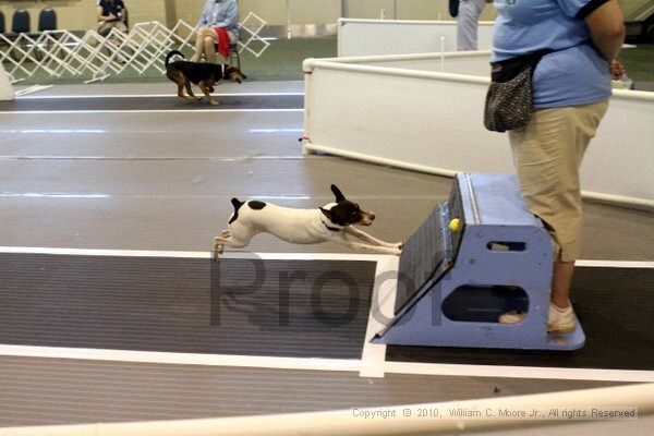 IMG_7983.jpg - Dawg Derby Flyball TournementJuly 10, 2010Classic CenterAthens, Ga