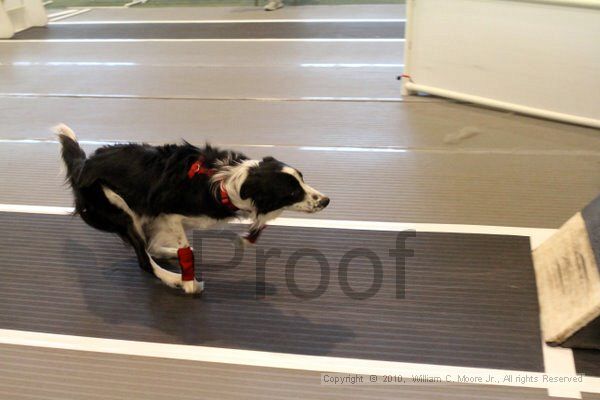 IMG_8011.jpg - Dawg Derby Flyball TournementJuly 10, 2010Classic CenterAthens, Ga