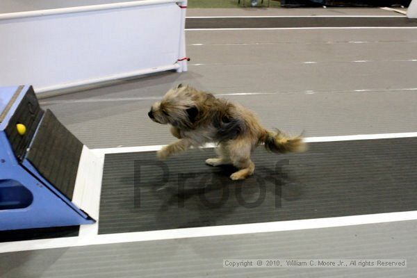 IMG_8070.jpg - Dawg Derby Flyball TournementJuly 10, 2010Classic CenterAthens, Ga