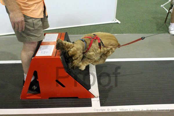 IMG_8080.jpg - Dawg Derby Flyball TournementJuly 10, 2010Classic CenterAthens, Ga