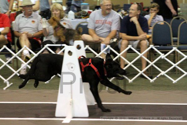 IMG_8083.jpg - Dawg Derby Flyball TournementJuly 10, 2010Classic CenterAthens, Ga