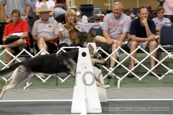 IMG_8084.jpg - Dawg Derby Flyball TournementJuly 10, 2010Classic CenterAthens, Ga