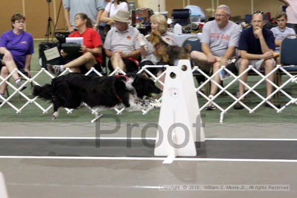 IMG_8086.jpg - Dawg Derby Flyball TournementJuly 10, 2010Classic CenterAthens, Ga