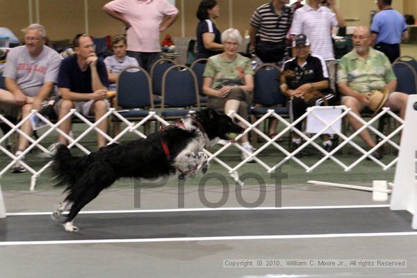 IMG_8088.jpg - Dawg Derby Flyball TournementJuly 10, 2010Classic CenterAthens, Ga